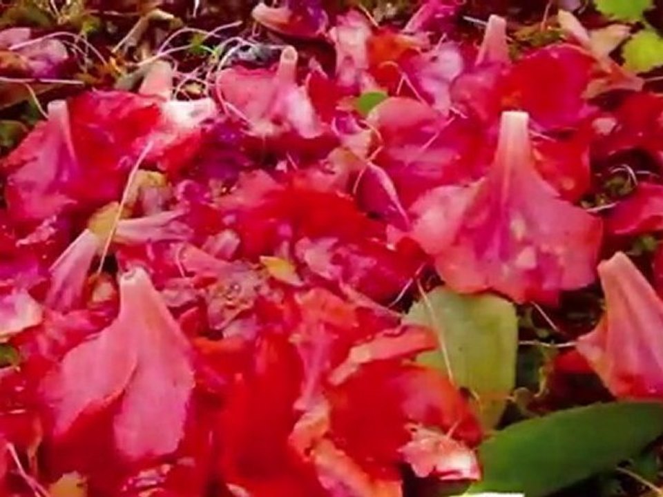 Sunshine Filtering through Foliage on Fallen Azaleas