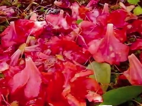 Sunshine Filtering through Foliage on Fallen Azaleas