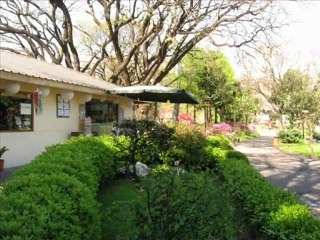 Японская сакура в центре Буэнос Айреса