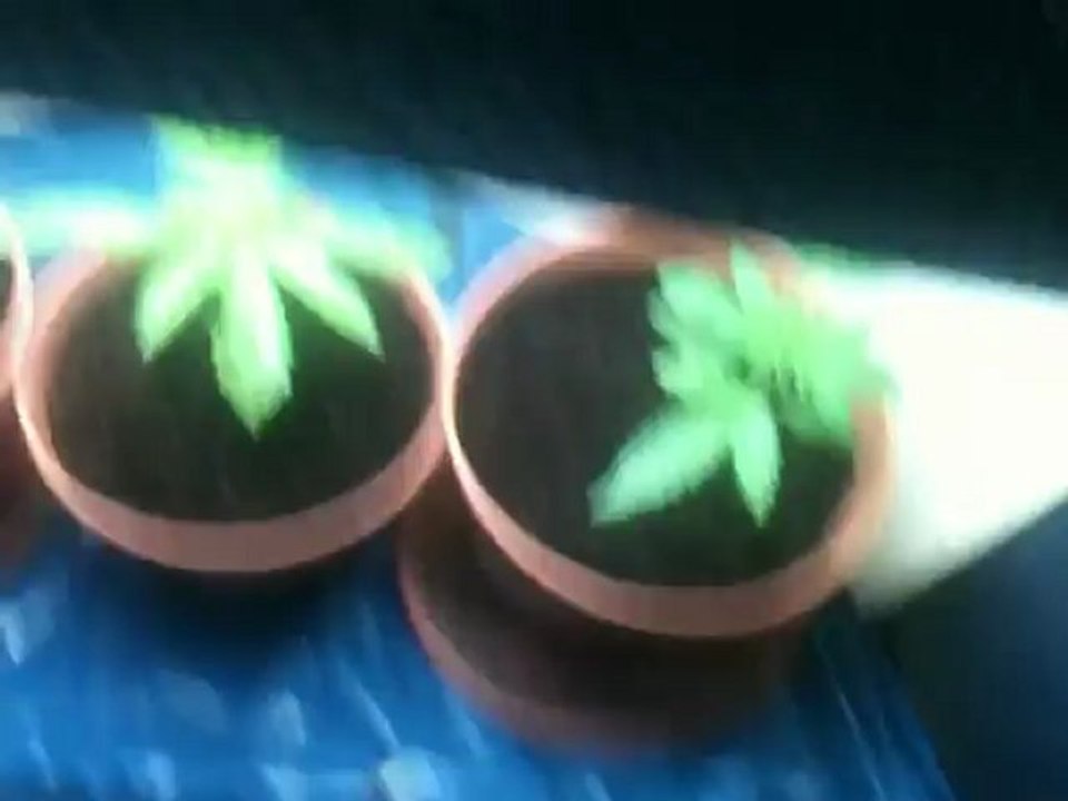 Übersicht: Box Lampe Plants etc.