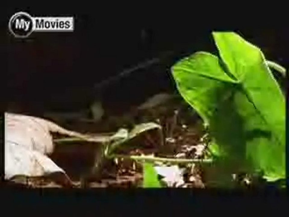 Collateral Damage - Clip 2
