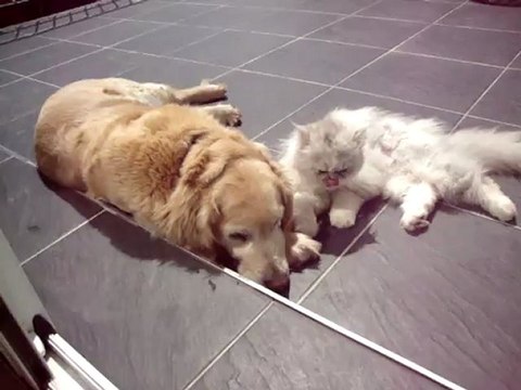 24_07 732Volga mon golden retriever et frou-frou mon chat persan