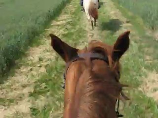 Galop dans les champs dans le val du Cher
