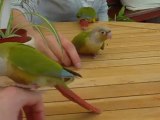 Jeunes Pyrrhura molinae (Conures à joues vertes)