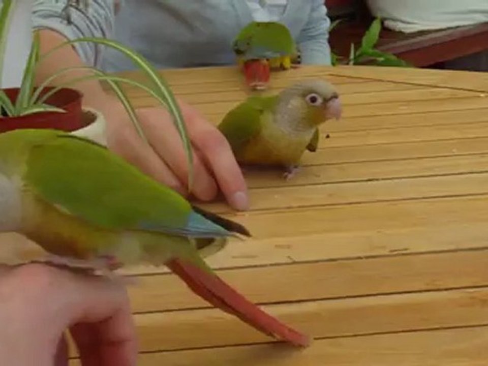 Jeunes Pyrrhura molinae (Conures à joues vertes)