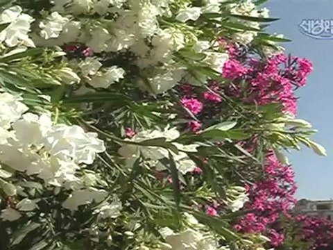 세상은 넓다-문명의 숨결.터키 남동부 아나톨리아.091012.SDTV.XviD-Ental