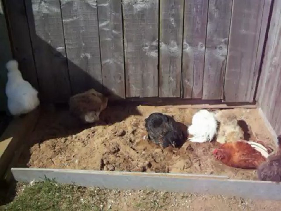 Poules et bain de sable.