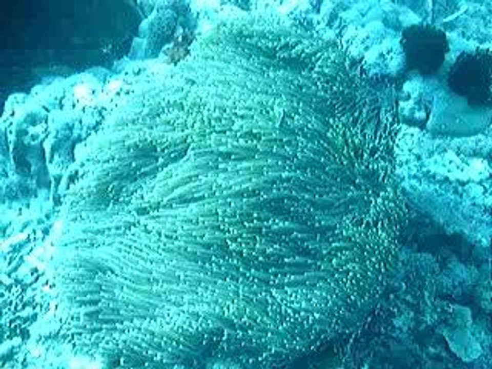 Gili Marine