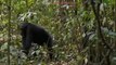 Chimpances: Trailer: Chimpanzee Disneynature