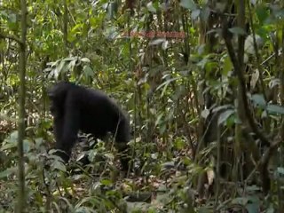 Chimpances: Trailer: Chimpanzee Disneynature