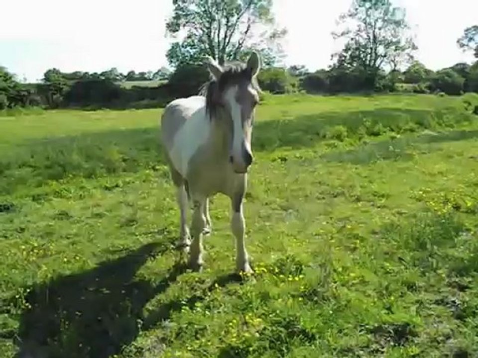 poulain trait poitevin croisé irish cob