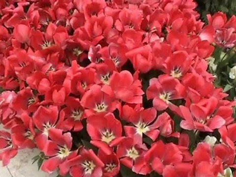 New01.mpg N6 FLORIADE HOLLANDE MAI 2012