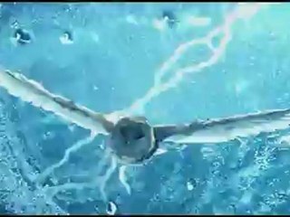 Legend of the Guardians: The Owls Of Ga'Hoole 3D - Clip - Use Your Gizzard