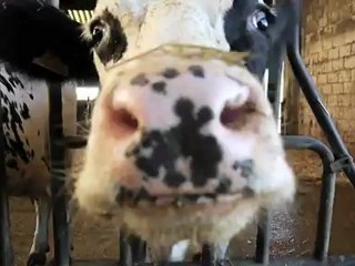 Fabrication de Brie à la CFBER