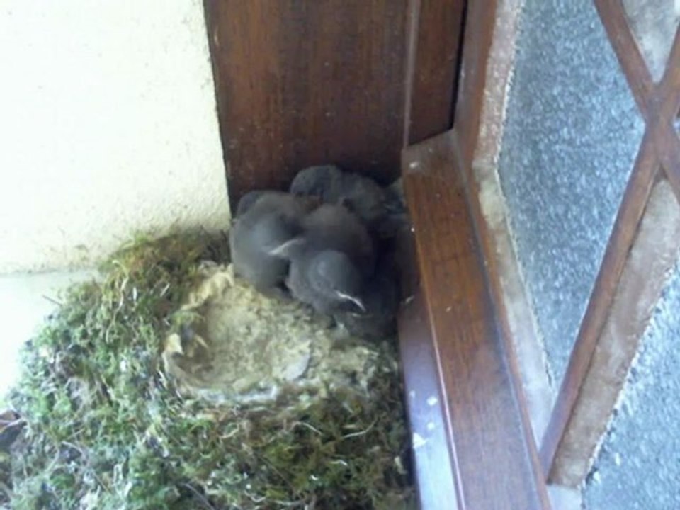 Rouges-queues noirs de 16 jours