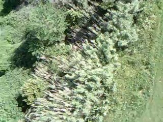 FREJUS MACRF VOL AUTOUR DE NOTRE TERRAIN.