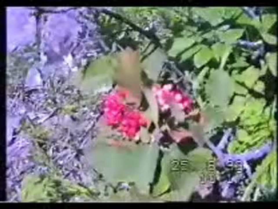 SALİH KADI-YAYLANIN CİMENİNE-2