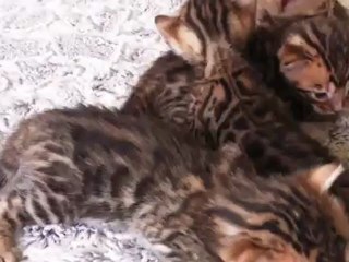 ELITE BENGALS LES CHATONS 13/05/2012