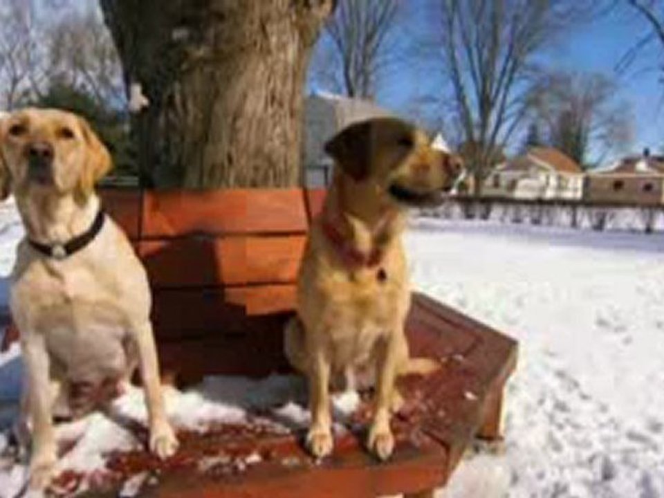 Köpekler