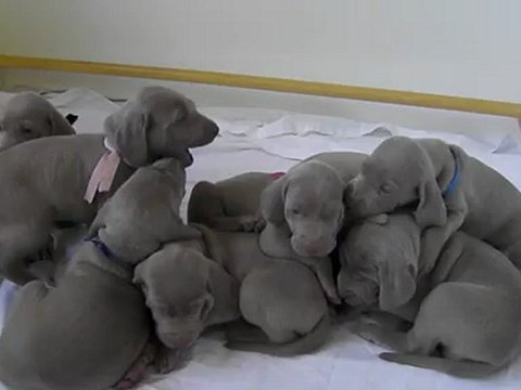 Bébés Elka de Beaudribos et notre WVW Carllos Des gris d'Urbanou