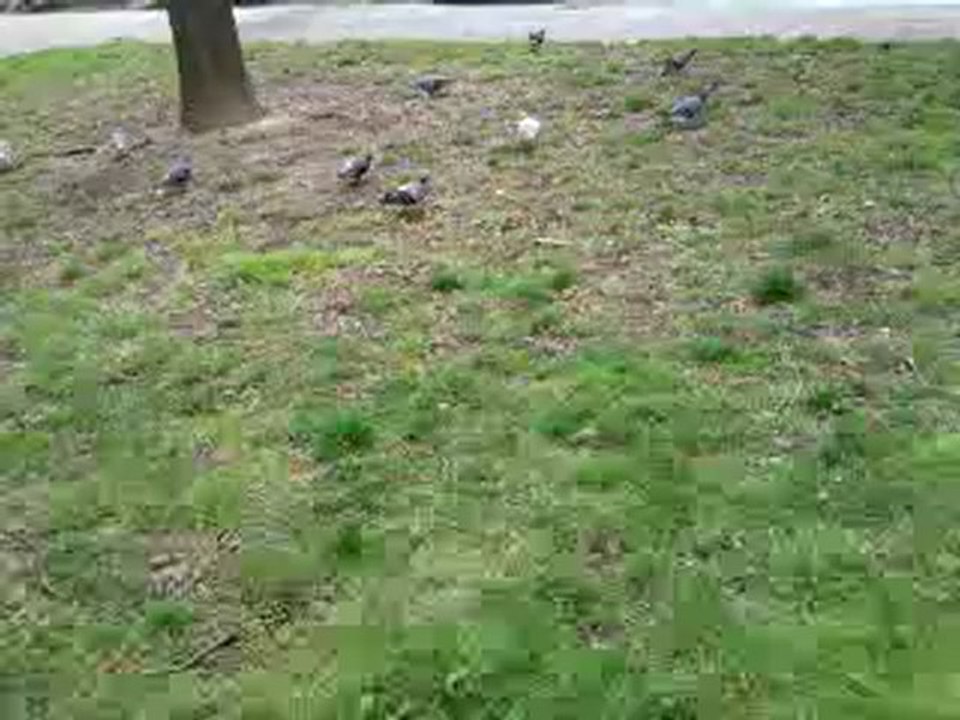 pilou chasse les pigeons