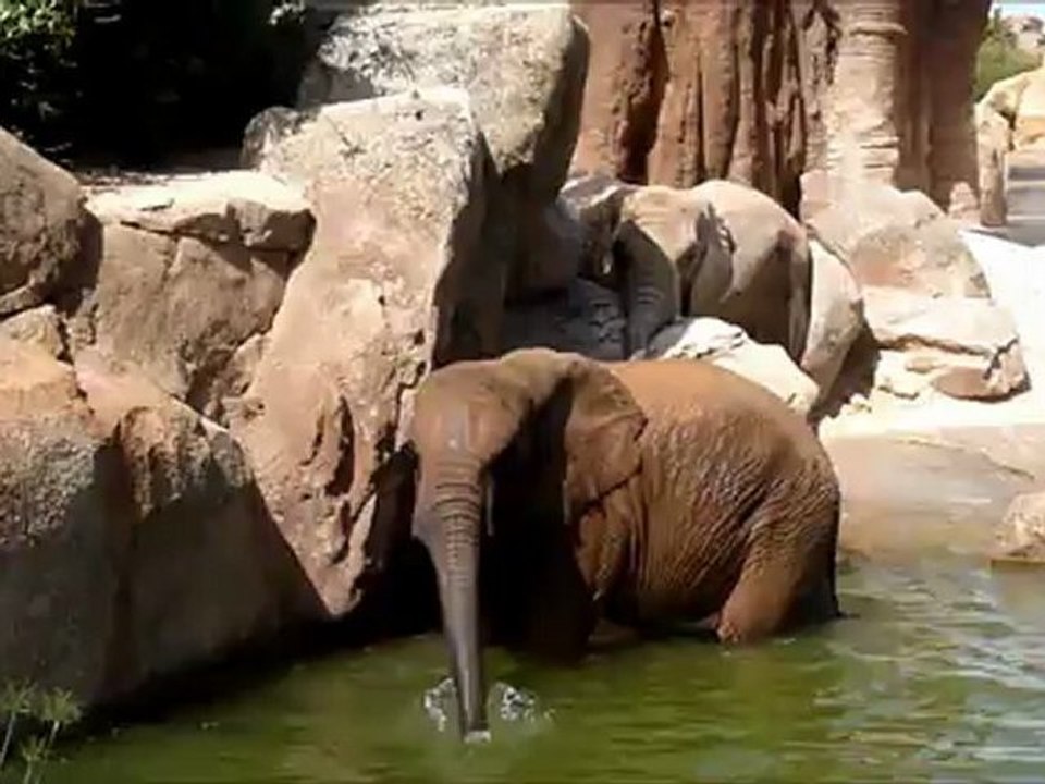 Bain Elephants