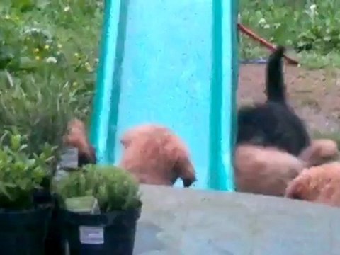 Chiot tentant de monter sur un toboggan