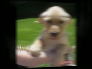 Purebred Breeders Gained Reputation with Customer Satisfaction