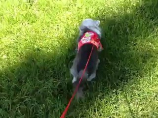 Souris se promène aux Lecques