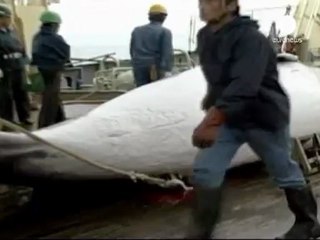 Sea Shepherd founder 'arrested in Germany'
