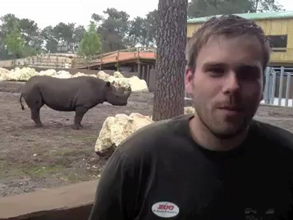 Deux rhinocéros noirs arrivent sur le bassin d'Arcachon