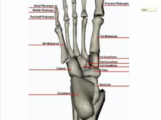 Bone Landmarks (Foot)