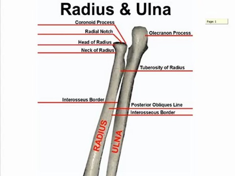 Posterior Bone Landmarks (Radius and Ulna) - video Dailymotion