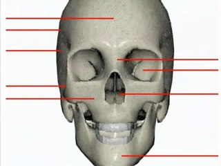 Anterior Bone Landmarks (Skull)