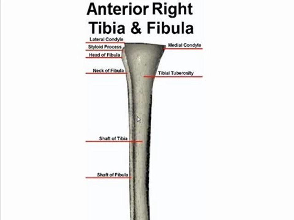 Anterior Bone Landmarks (Tibia and Fibula) - video Dailymotion
