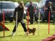 concours d'Agility Club Canin de Wissous 13 mai 2012