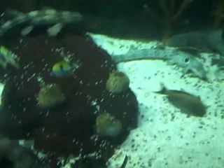 Part 20 - Name the different kinds of fish in  this video