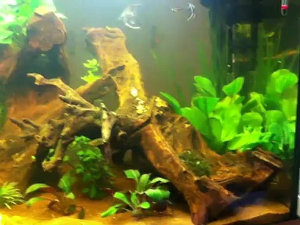 450L Biotope Amazonien