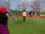 E'Lia des Grandes AUbes, epagneul breton, agility, raucourt 13 mai 2012 GPF