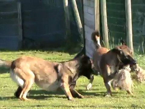 Fax et Fripouille de la Haute Morinière, malinois, jouent 14 mai 2012