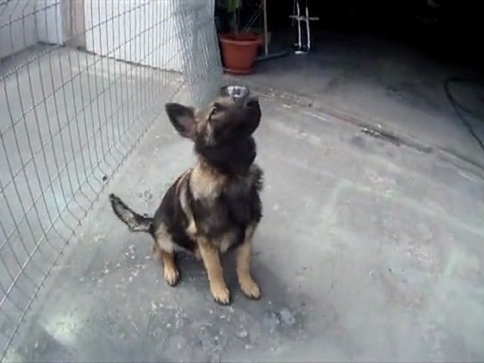 EDUCATION CANINE 13 MARSEILLE