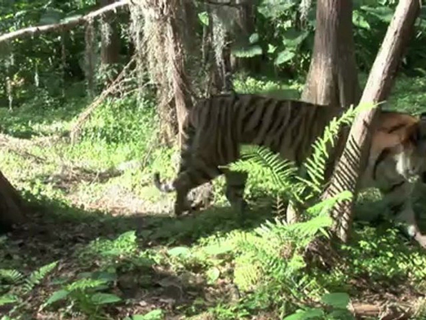 Big Cat Thanks!