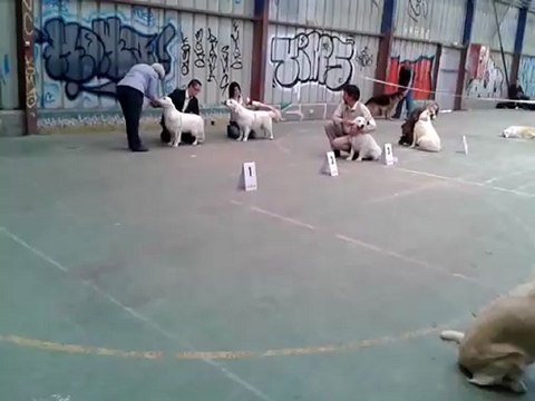 Expostion canine CACIB Saint Brieuc 13 mai 2012 vidéo Guidelle 1° Grain de Folie 2° Gwendi 3°