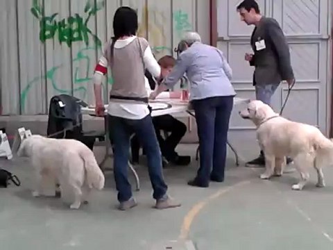 Expostion canine CACIB Saint Brieuc 13 mai 2012 vidéo Meilleur jeune Gy Croi pa 1° et Guidelle