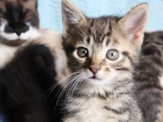 Les petits chatons après la sièste