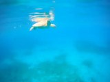 Green Sea Turtles off Buck Island USVI - St Thomas Boat Rentals