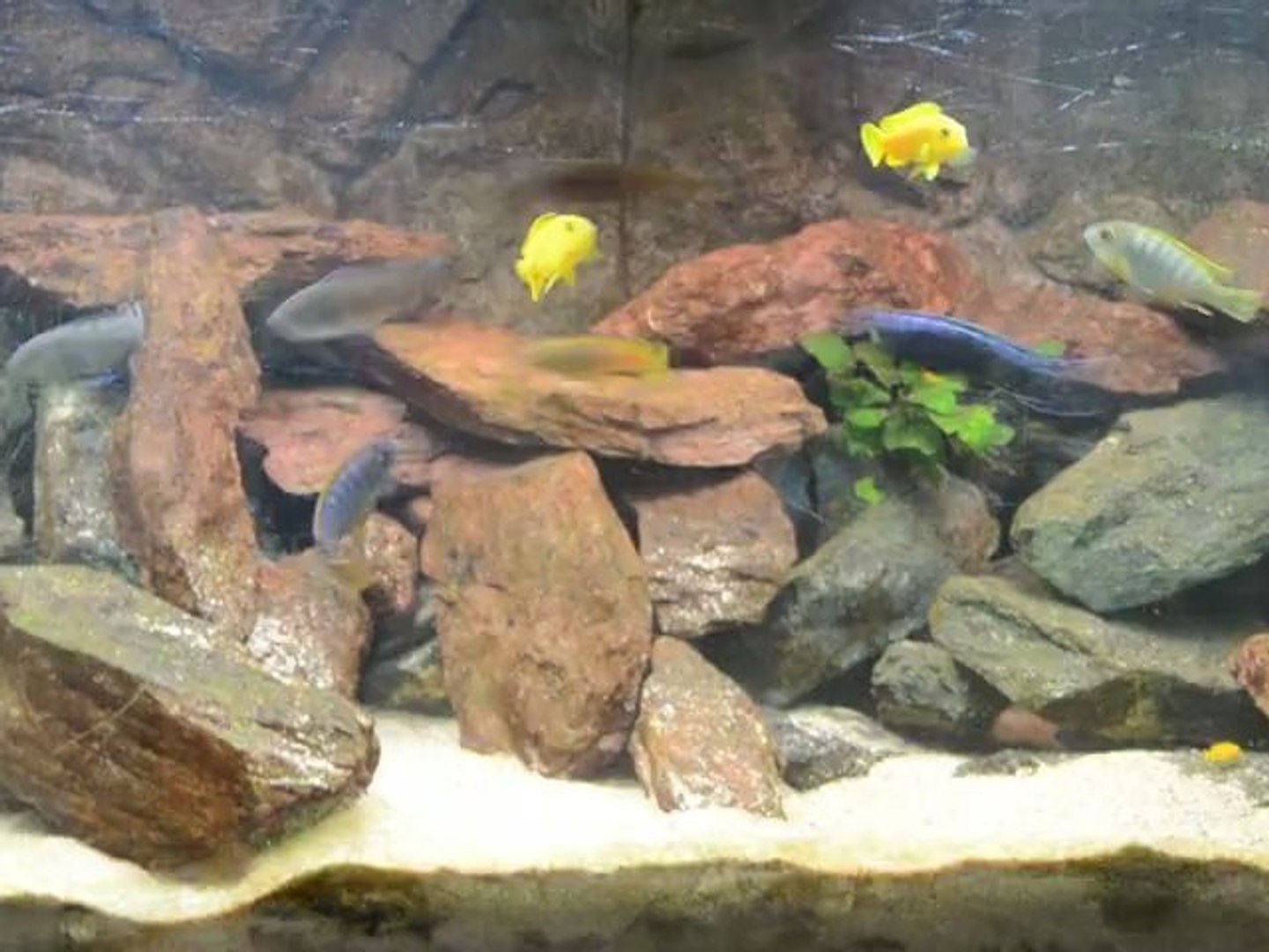 Malawi Tank