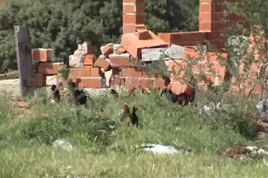 Yeşil kabuklu yumurtlayan tavuk