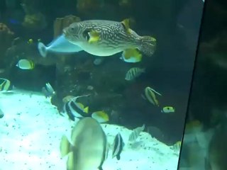 Part 10 - Name the different kinds of fish in  this video