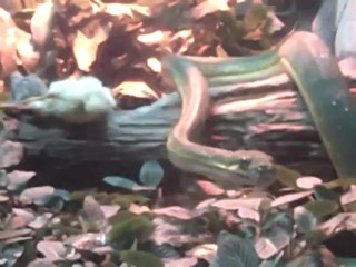 Part 19 - Name this reptile